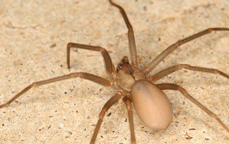 up close image of a brown recluse spider crawling on a bathroom floor