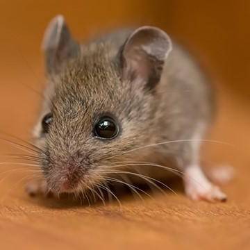 a mouse on the floor