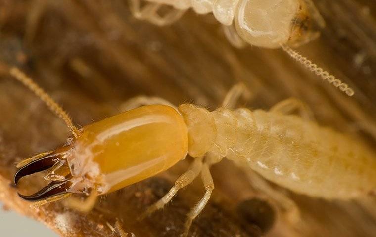 a termite