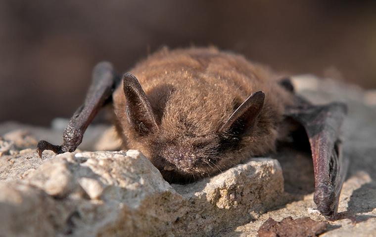 How to Get Rid of Bats: Bat Facts, Information, Pest Control