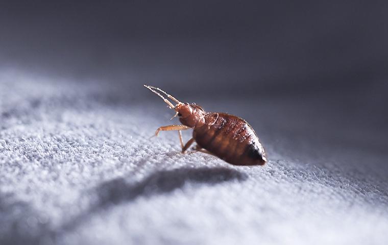 How to Get Rid of Bedbugs