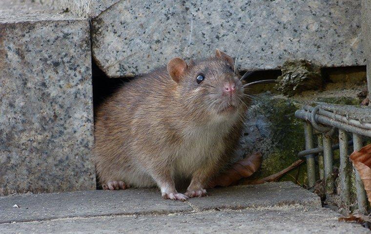 norway rat crawling out of a hole