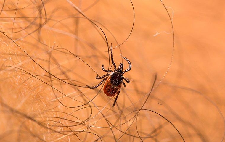 deer tick crawling on mans arm