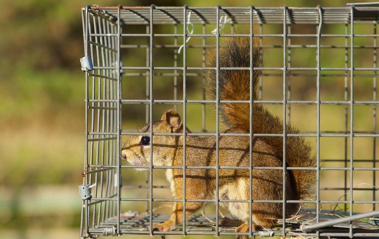 Nuisance Wildlife Control Service For Syracuse & Central ...