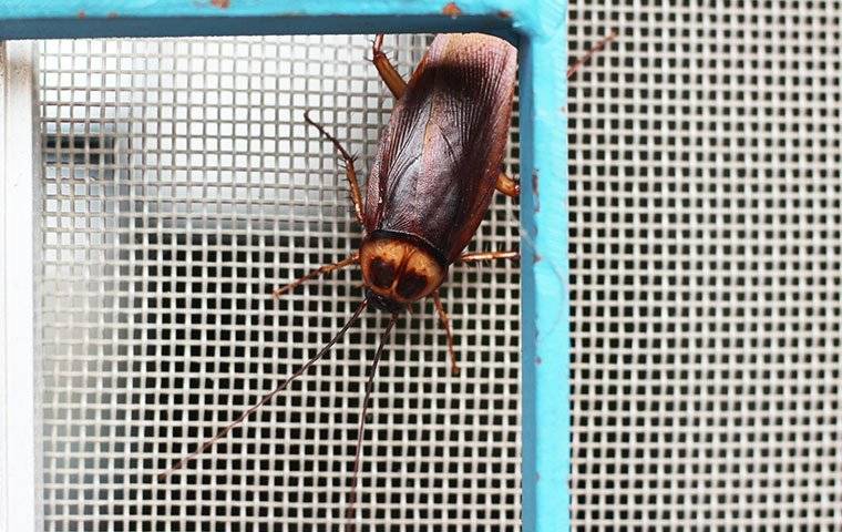 a cockroach on a window screen