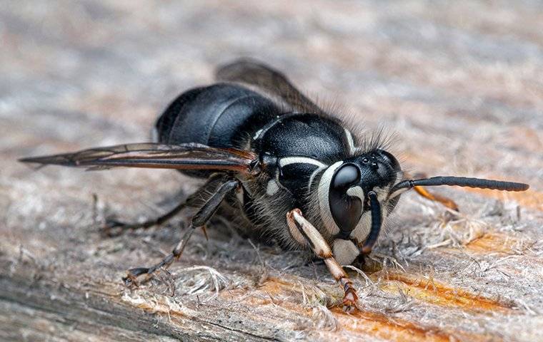 up close image of a bald faced hornet crawling on wood