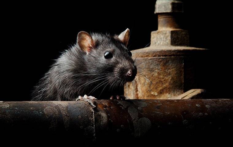 an up close image of a big rat crawling in a dark basement