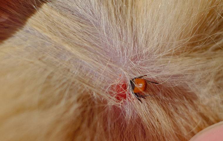 can humans get ticks from dogs