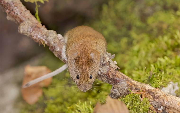 How to Get Rid of Voles in the Yard