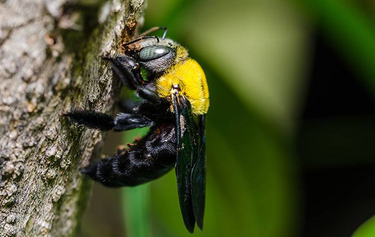 carpenter bee on a tree