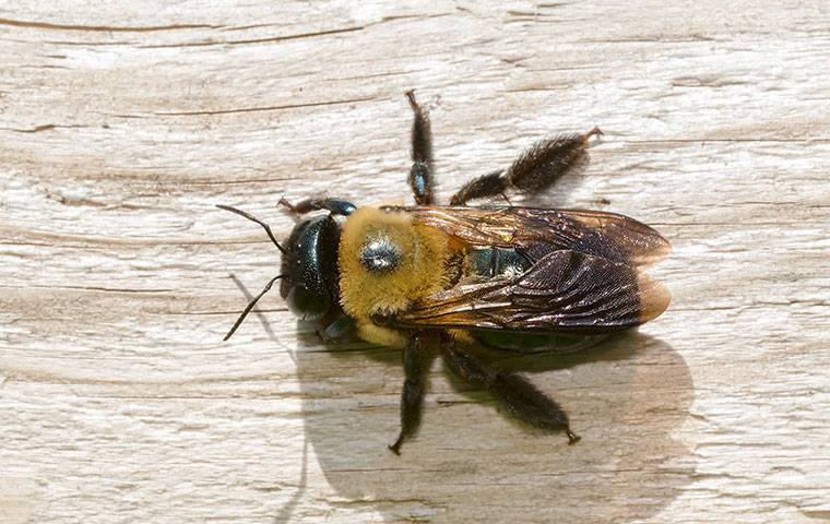 a carpenter bee on wood