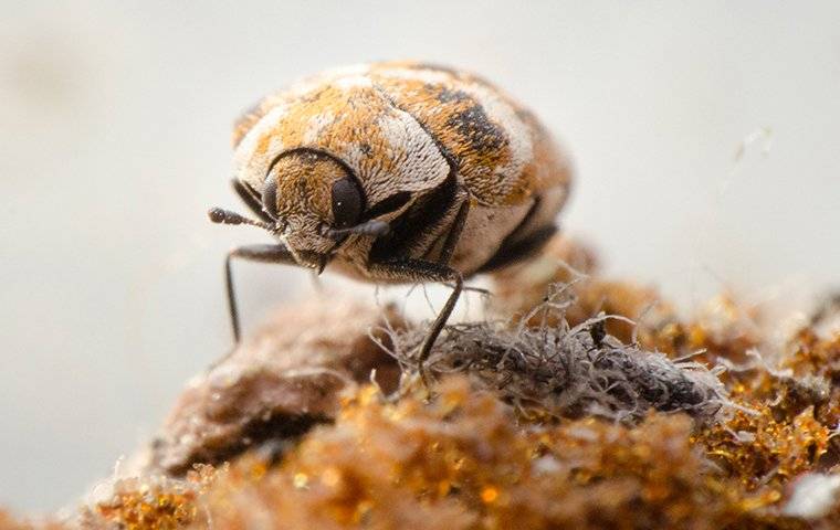 Identifying and controlling clothes moths, carpet beetles and