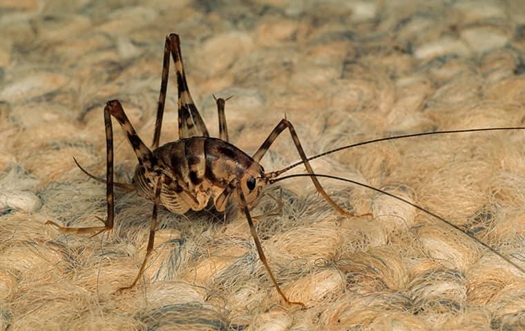 Close up of a cave cricket crawling on carpet