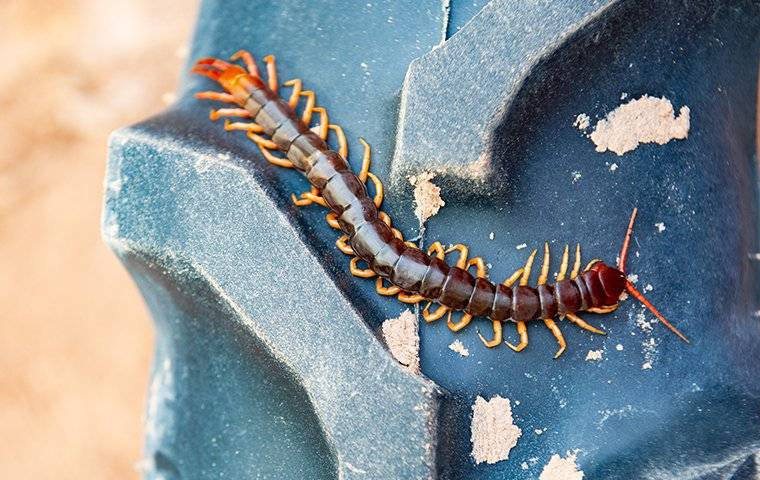 centipede on tire