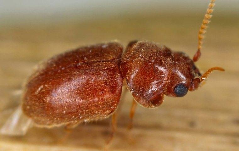 A close up of a cigarette beetle.