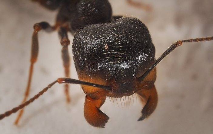 An image of a harvester ant up close.