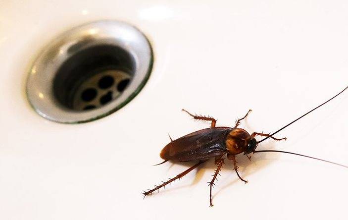 A cockroach crawling in a sink.