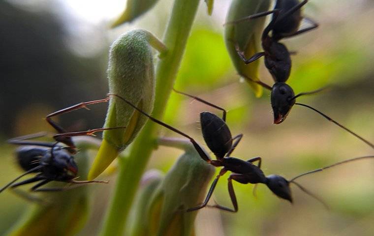 crazy ants on plant