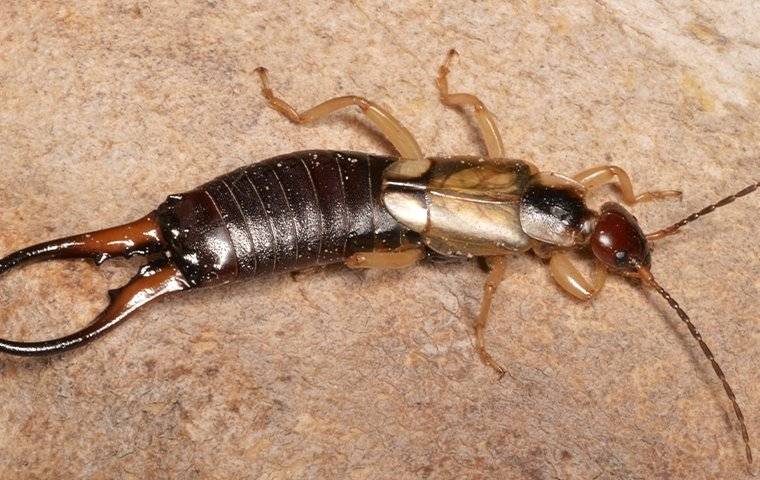 an earwig on the ground in a house