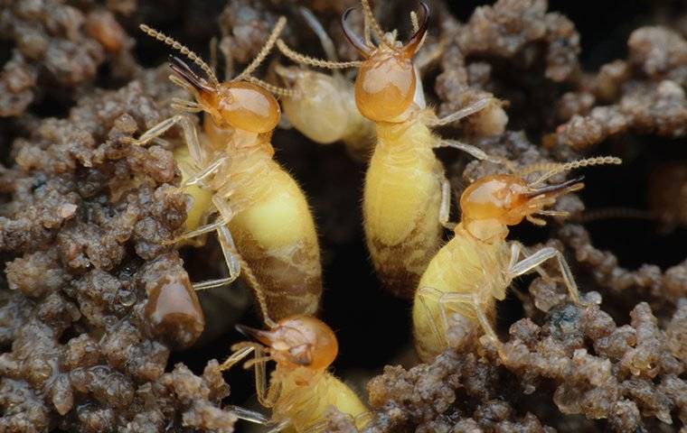 termites crawling out of a hole