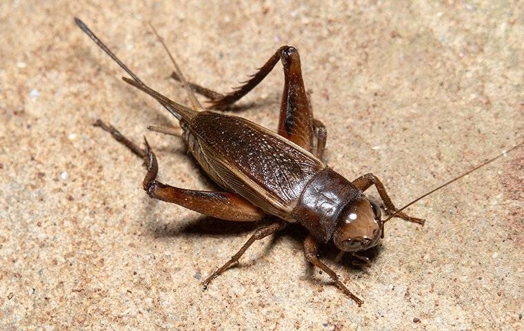 a house cricket crawling on kitchen tile floor