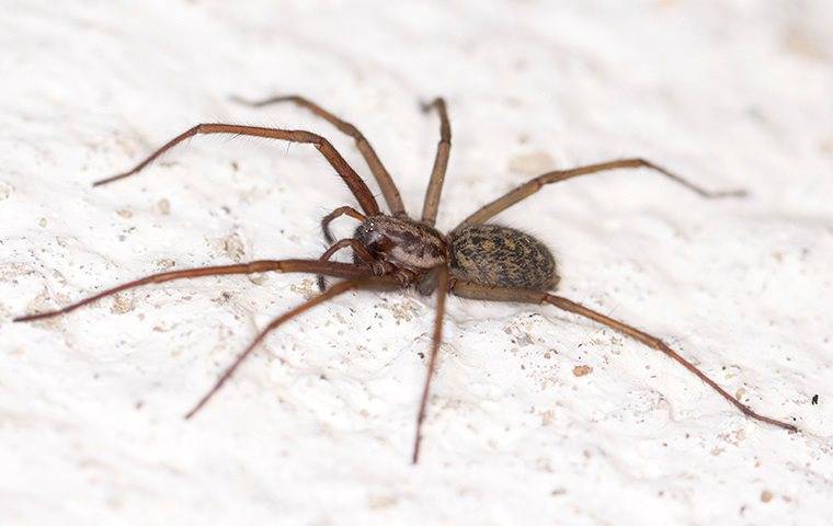 ARACHNOPHOBIA? How to Avoid Brown Recluse Spider Bites