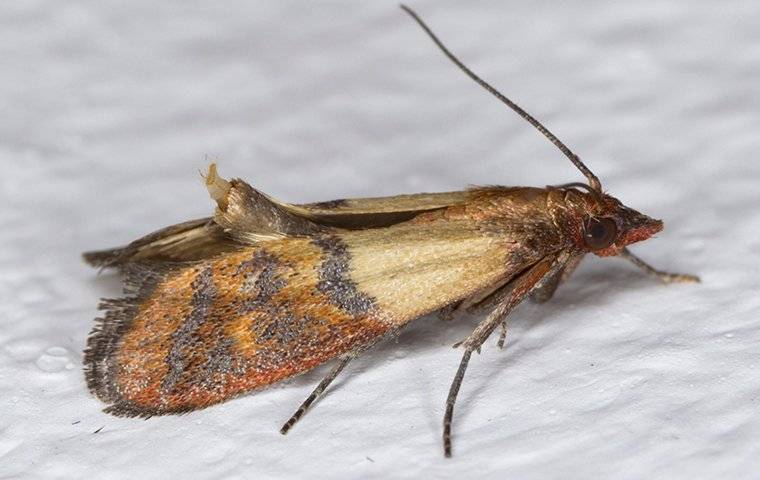 How to Get Rid of Pantry Moths (Indianmeal Moths)