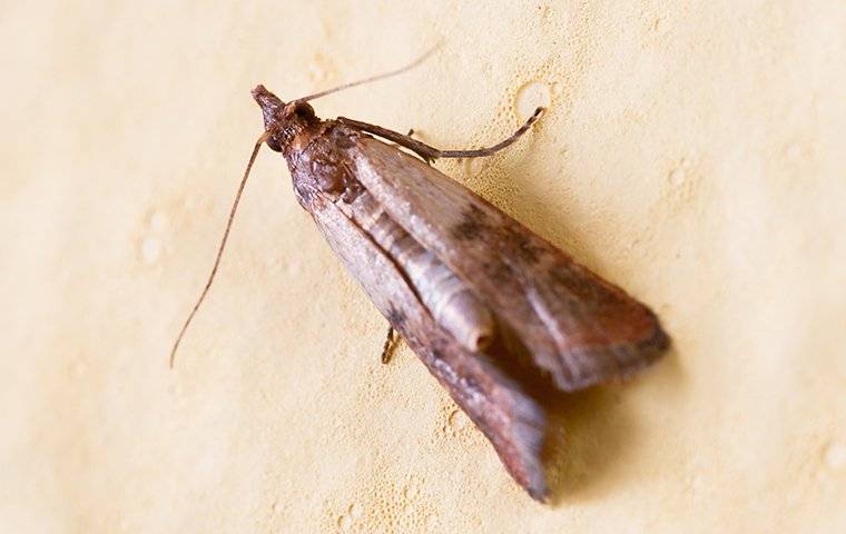 up close image of an indian meal moth crawling in a pantry