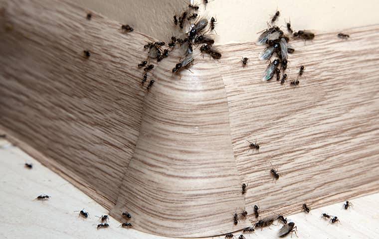 ants crawling on baseboard inside home
