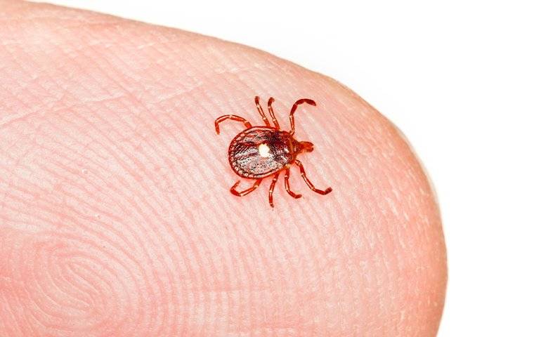 a lonestar tick on a human finger