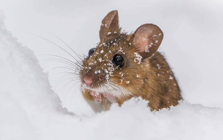mouse in snow