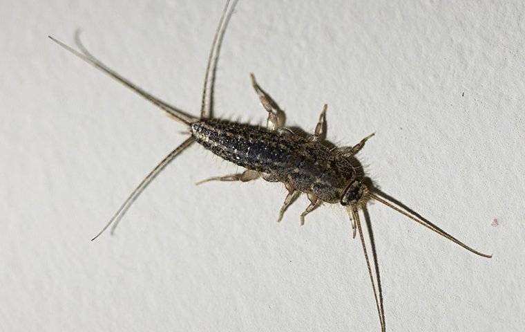 silverfish in a house