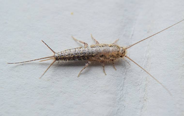 How To Identify And Get Rid Of A Springtail Infestation In Your Chester  Springs Home