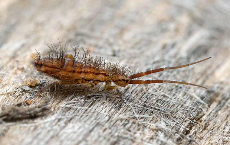 Springtail  Horticulture and Home Pest News