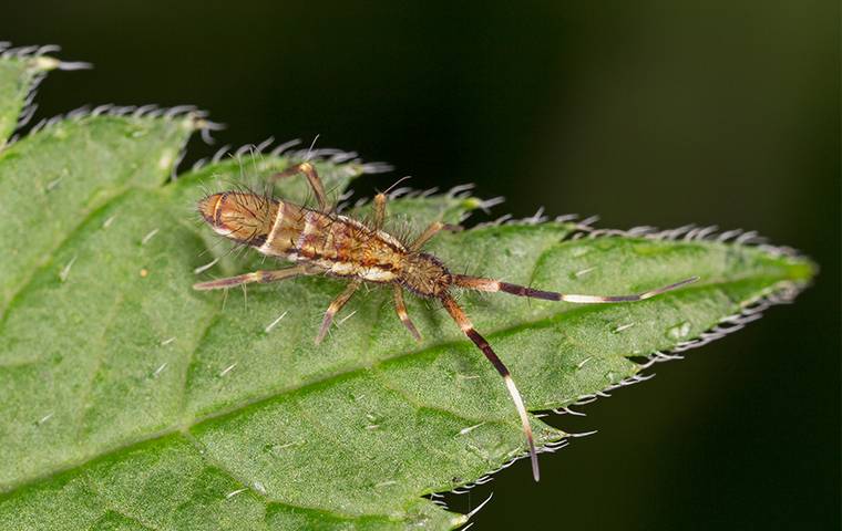 Springtails and How to Prevent Them