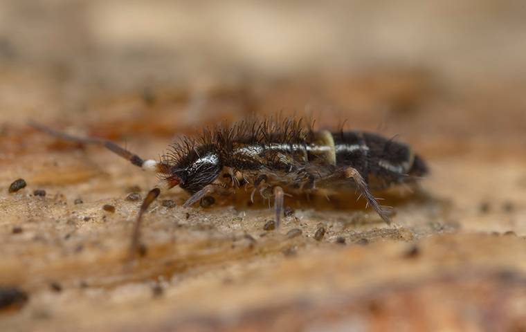 https://cdn.branchcms.com/lOVrpBLZQw-1652/images/blog/springtail-on-sand.jpg