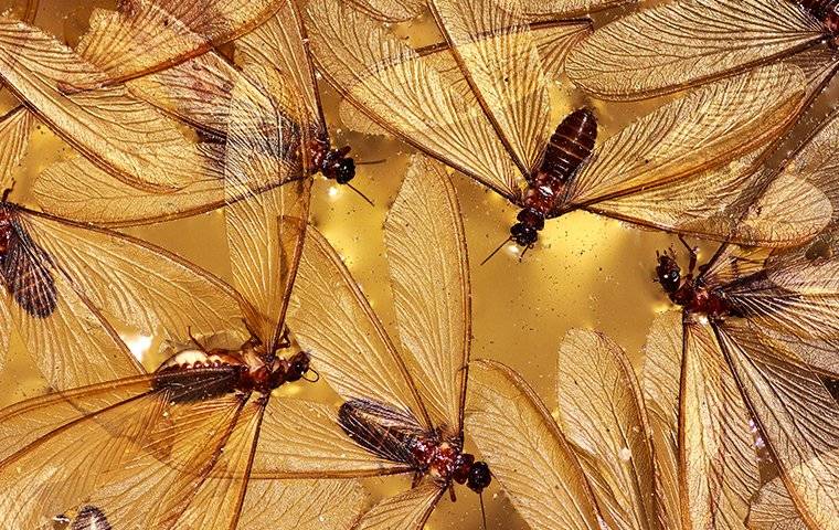 termite swarmers flying