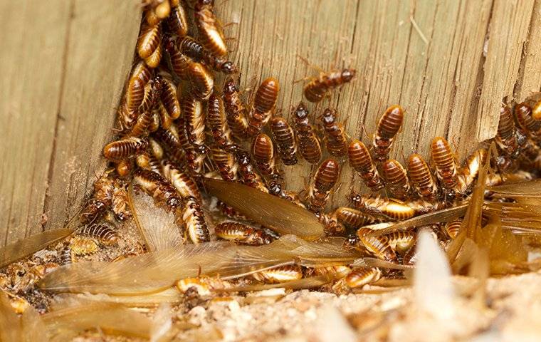 termites and alates swarmers crawling in a wood wall