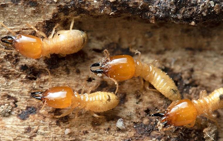 termites chewing tunnels