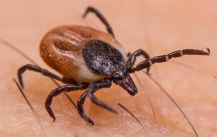 up close image of a tick crawling on a human arm