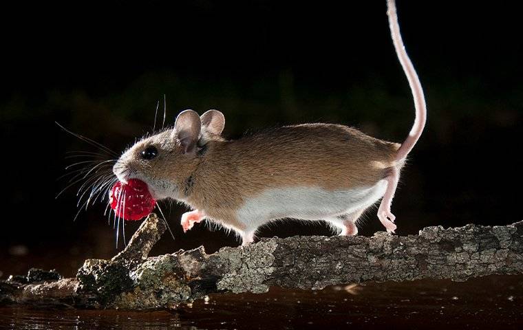 mouse with berry in mouth