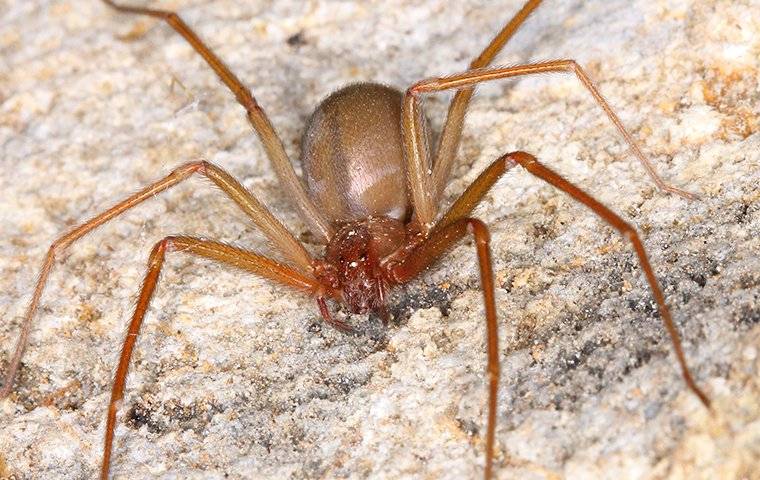 a brown recluse spider on a walkway