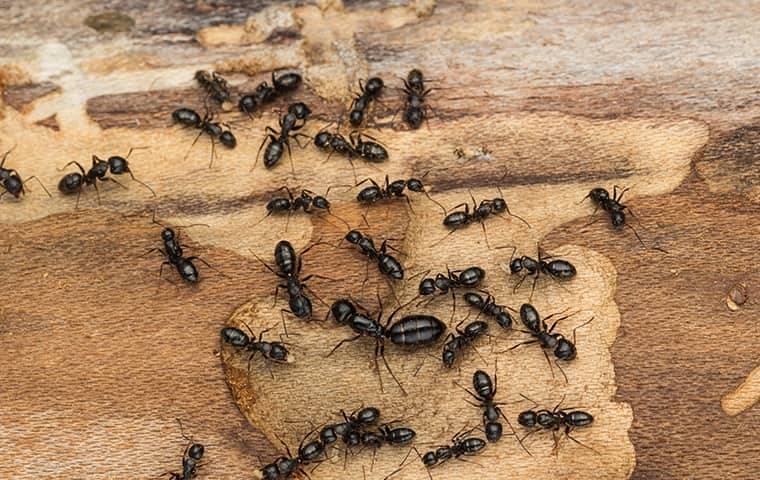 many carpenter ants crawling on damaged wood