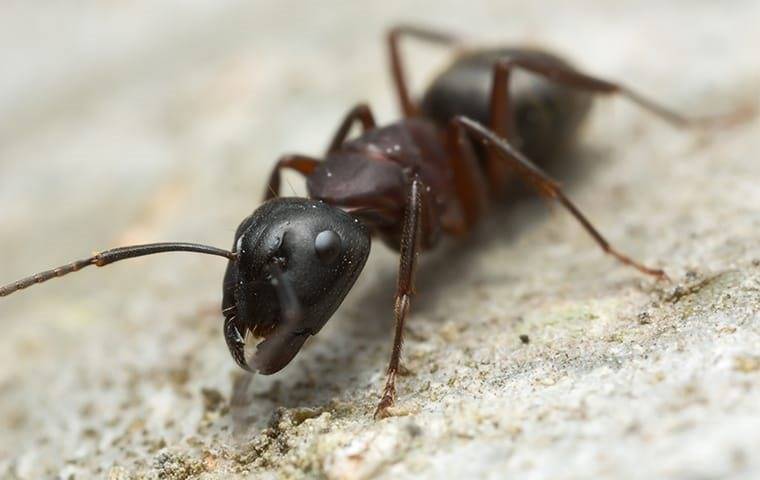 carpenter ant on a rock