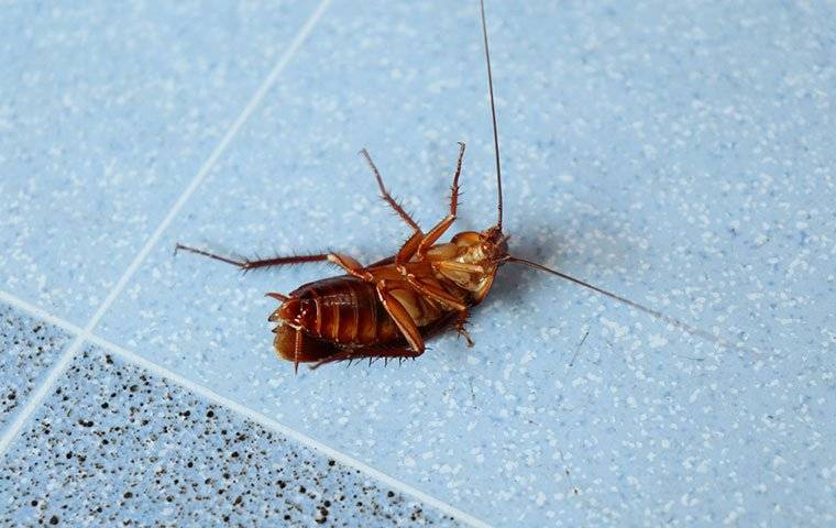 a dead cockroach on its back in a bathroom