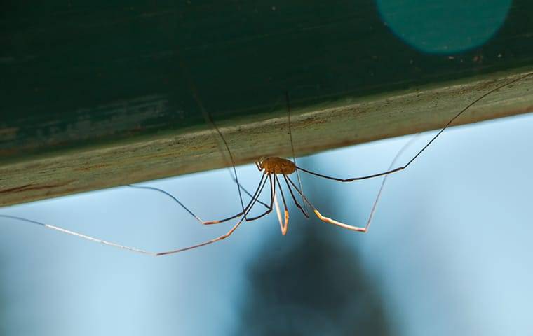 The Daddy Longlegs: Creepy but Harmless - The New York Times