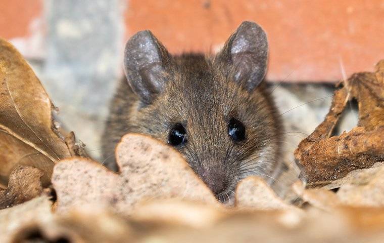 house mouse in leaves
