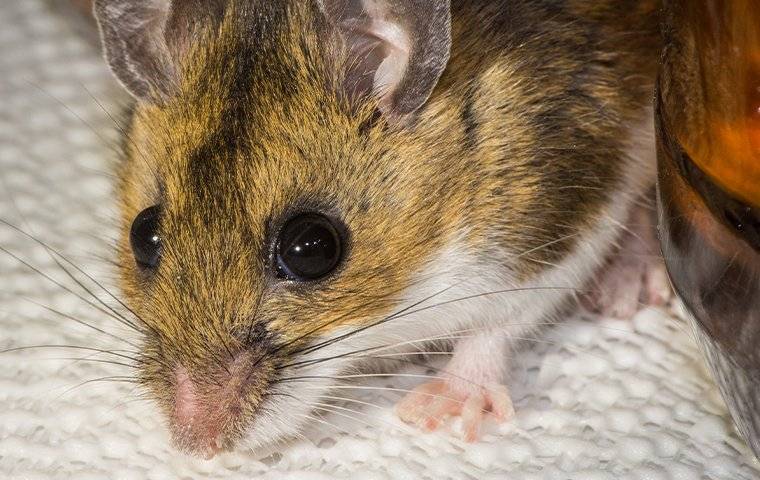 up close image of a house mouse in a kitchen cabinet