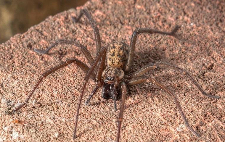house spider on a rock