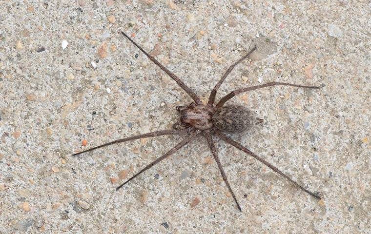 Exploring Pennsylvania's Most Common Spider Species - Patriot Pest  Solutions LLC.